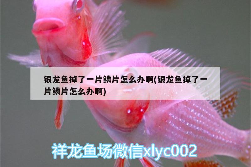 銀龍魚掉了一片鱗片怎么辦啊(銀龍魚掉了一片鱗片怎么辦啊) 銀龍魚百科