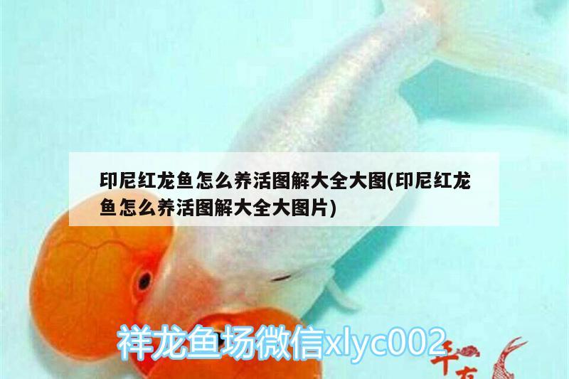 印尼紅龍魚怎么養(yǎng)活圖解大全大圖(印尼紅龍魚怎么養(yǎng)活圖解大全大圖片) 紅龍魚百科