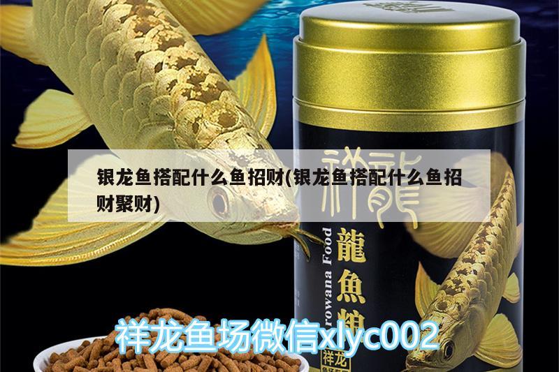 銀龍魚(yú)搭配什么魚(yú)招財(cái)(銀龍魚(yú)搭配什么魚(yú)招財(cái)聚財(cái)) 銀龍魚(yú)百科