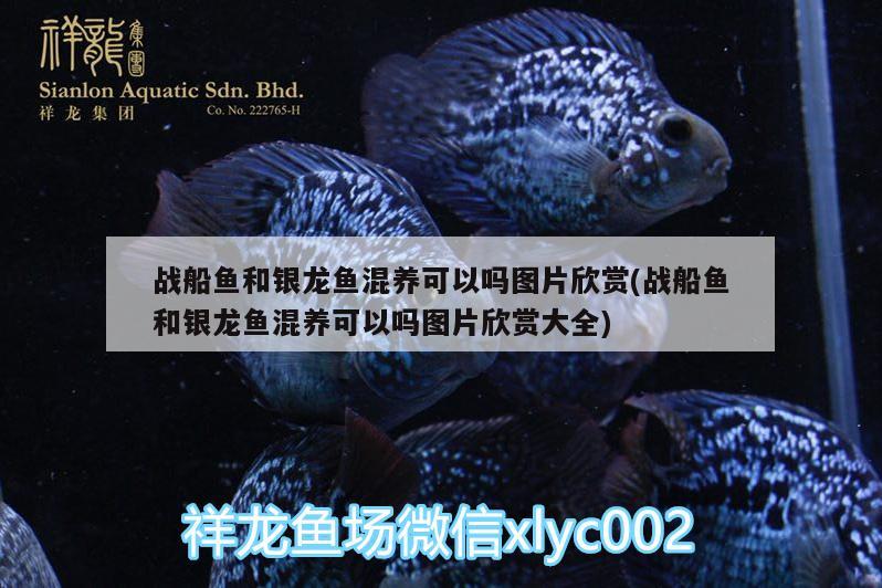 戰(zhàn)船魚和銀龍魚混養(yǎng)可以嗎圖片欣賞(戰(zhàn)船魚和銀龍魚混養(yǎng)可以嗎圖片欣賞大全) 銀龍魚