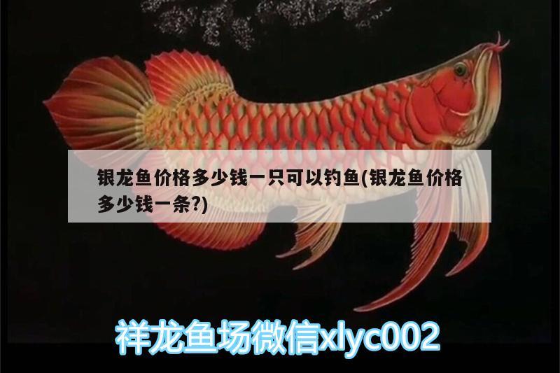 銀龍魚價(jià)格多少錢一只可以釣魚(銀龍魚價(jià)格多少錢一條?) 垂釣樂園