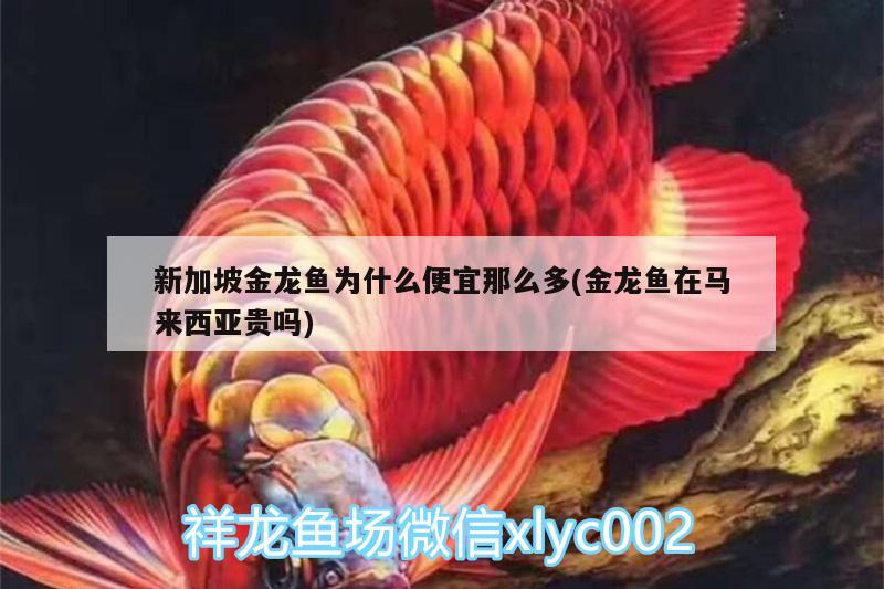 新加坡金龍魚為什么便宜那么多(金龍魚在馬來西亞貴嗎)