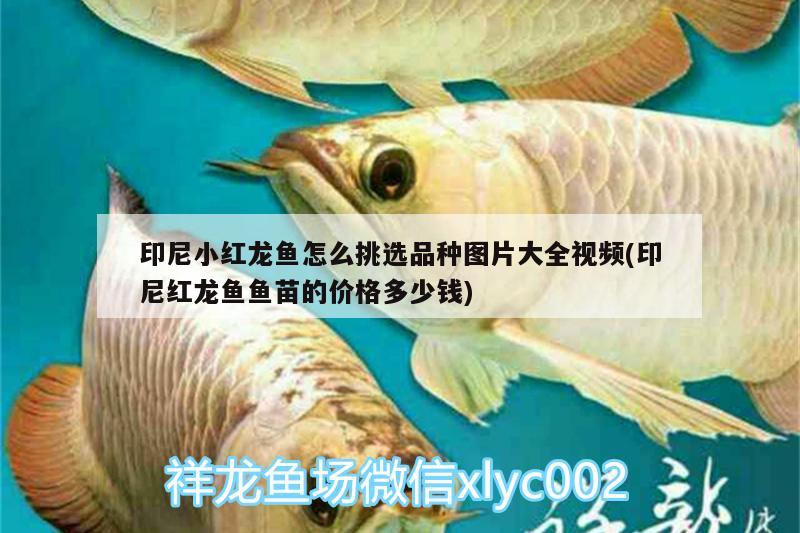 印尼小紅龍魚怎么挑選品種圖片大全視頻(印尼紅龍魚魚苗的價格多少錢) 印尼紅龍魚