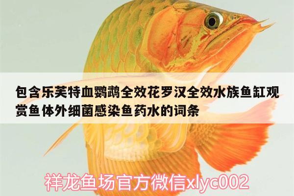 包含樂芙特血鸚鵡全效花羅漢全效水族魚缸觀賞魚體外細(xì)菌感染魚藥水的詞條