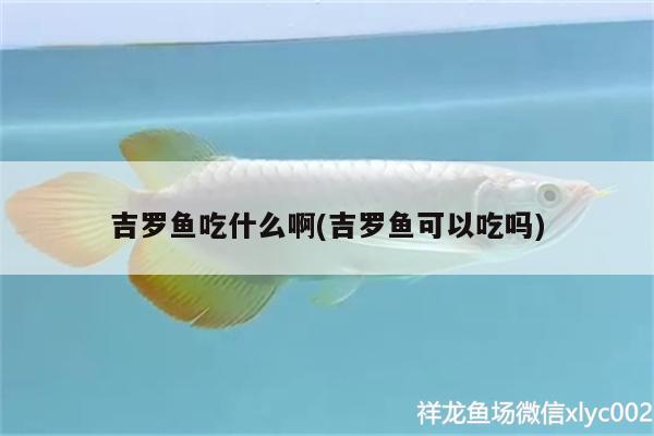 吉羅魚(yú)吃什么啊(吉羅魚(yú)可以吃嗎) 觀賞魚(yú)百科