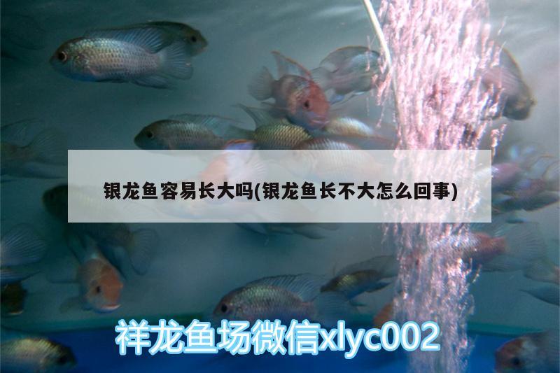 銀龍魚容易長大嗎(銀龍魚長不大怎么回事)