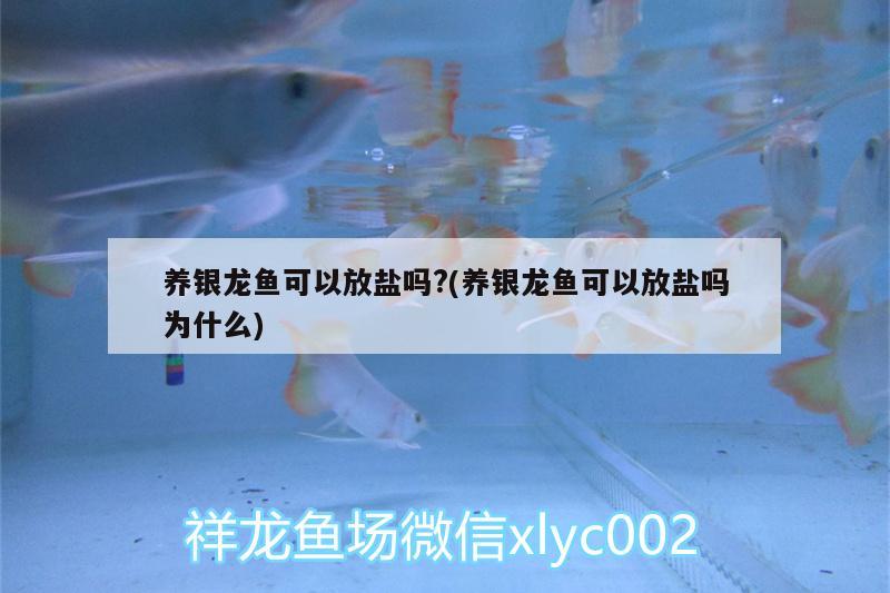 養(yǎng)銀龍魚可以放鹽嗎?(養(yǎng)銀龍魚可以放鹽嗎為什么) 銀龍魚百科