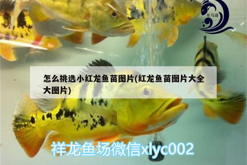 怎么挑選小紅龍魚苗圖片(紅龍魚苗圖片大全大圖片)