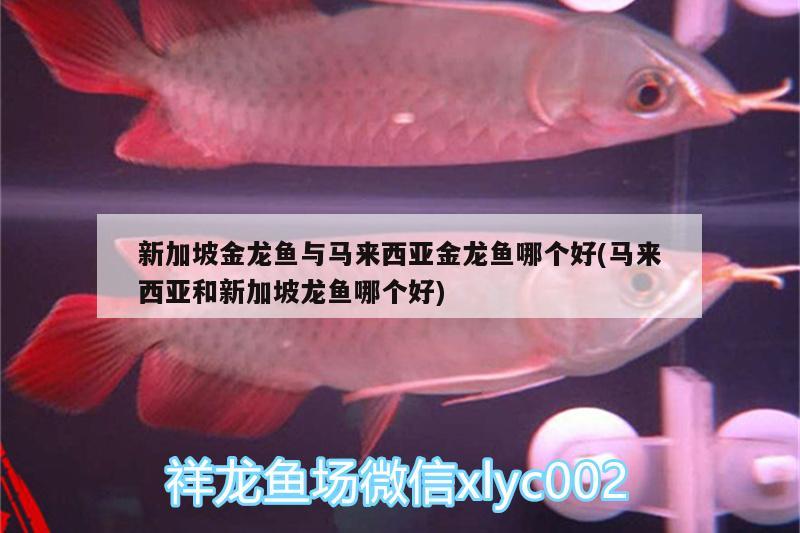 新加坡金龍魚與馬來西亞金龍魚哪個好(馬來西亞和新加坡龍魚哪個好)