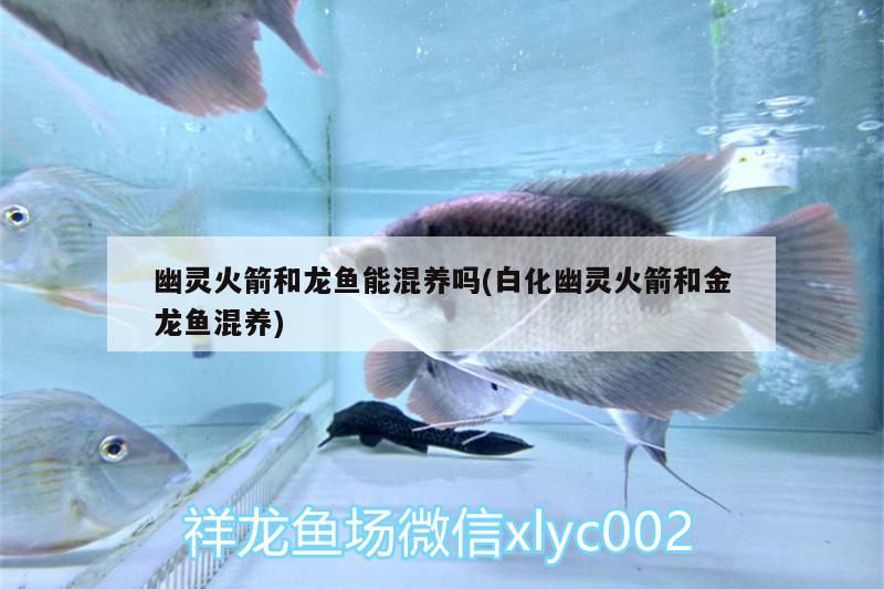 幽靈火箭和龍魚(yú)能混養(yǎng)嗎(白化幽靈火箭和金龍魚(yú)混養(yǎng))