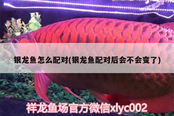 銀龍魚怎么配對(銀龍魚配對后會不會變了) 銀龍魚百科