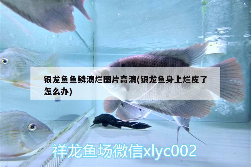 銀龍魚魚鱗潰爛圖片高清(銀龍魚身上爛皮了怎么辦) 銀龍魚百科