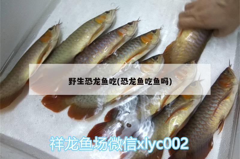 野生恐龍魚吃(恐龍魚吃魚嗎) 印尼虎苗