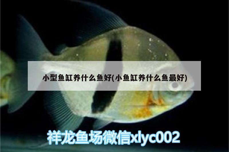 小型魚缸養(yǎng)什么魚好(小魚缸養(yǎng)什么魚最好) 泰國雪鯽魚