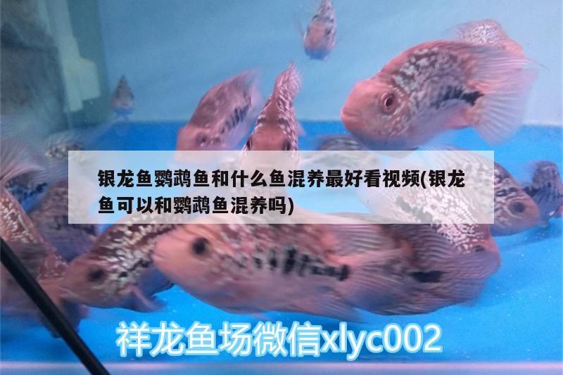 銀龍魚鸚鵡魚和什么魚混養(yǎng)最好看視頻(銀龍魚可以和鸚鵡魚混養(yǎng)嗎)