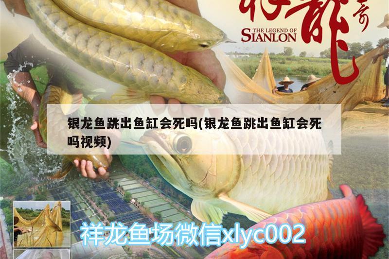 銀龍魚(yú)跳出魚(yú)缸會(huì)死嗎(銀龍魚(yú)跳出魚(yú)缸會(huì)死嗎視頻) 銀龍魚(yú)百科