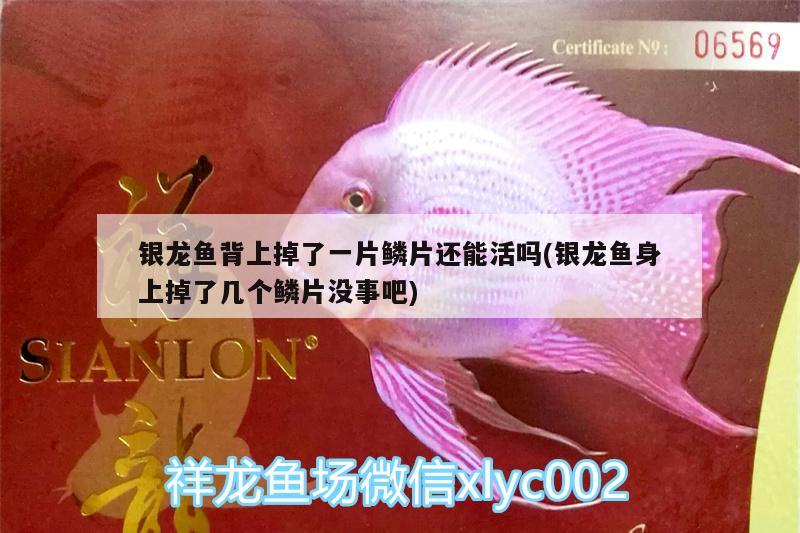 銀龍魚背上掉了一片鱗片還能活嗎(銀龍魚身上掉了幾個鱗片沒事吧) 銀龍魚