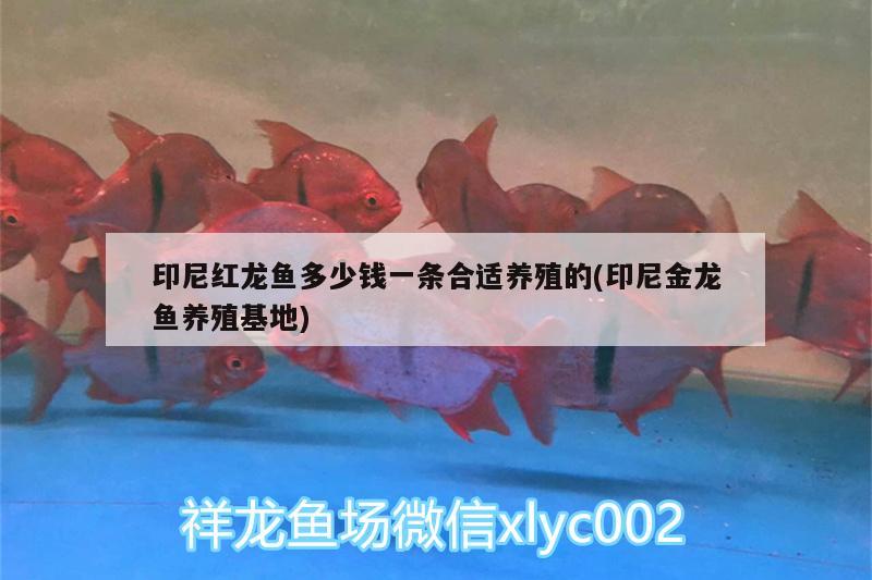 印尼紅龍魚(yú)多少錢(qián)一條合適養(yǎng)殖的(印尼金龍魚(yú)養(yǎng)殖基地) 印尼紅龍魚(yú)