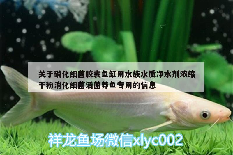 關(guān)于硝化細(xì)菌膠囊魚缸用水族水質(zhì)凈水劑濃縮干粉消化細(xì)菌活菌養(yǎng)魚專用的信息 硝化細(xì)菌