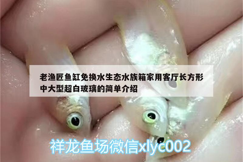 老漁匠魚(yú)缸免換水生態(tài)水族箱家用客廳長(zhǎng)方形中大型超白玻璃的簡(jiǎn)單介紹