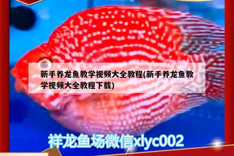 新手養(yǎng)龍魚教學視頻大全教程(新手養(yǎng)龍魚教學視頻大全教程下載)