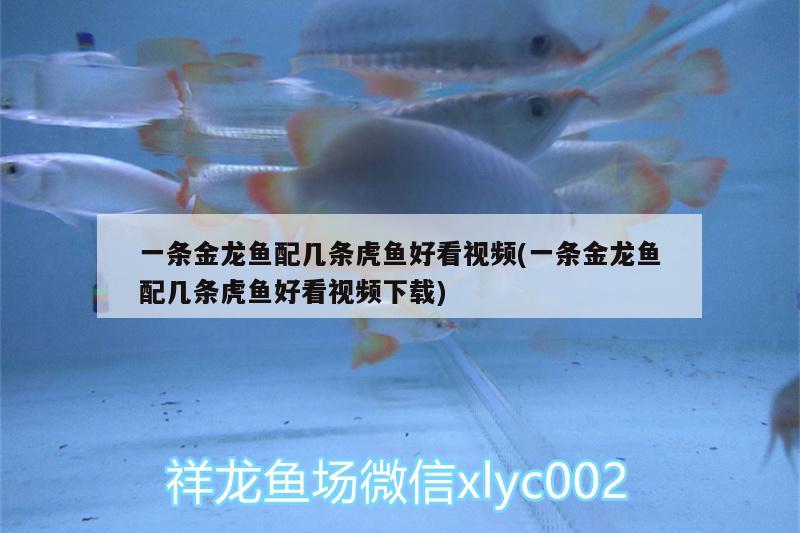 一條金龍魚配幾條虎魚好看視頻(一條金龍魚配幾條虎魚好看視頻下載)