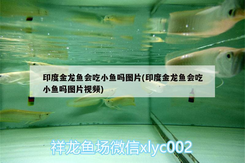 印度金龍魚會吃小魚嗎圖片(印度金龍魚會吃小魚嗎圖片視頻) 奈及利亞紅圓點(diǎn)狗頭