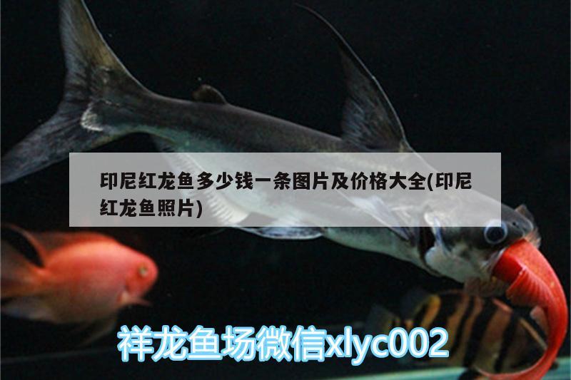 印尼紅龍魚多少錢一條圖片及價(jià)格大全(印尼紅龍魚照片) 印尼紅龍魚