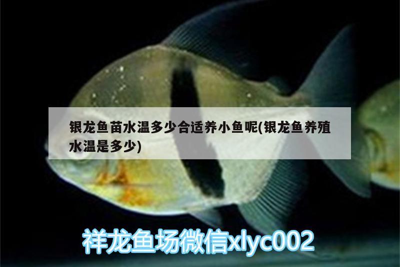 銀龍魚苗水溫多少合適養(yǎng)小魚呢(銀龍魚養(yǎng)殖水溫是多少)