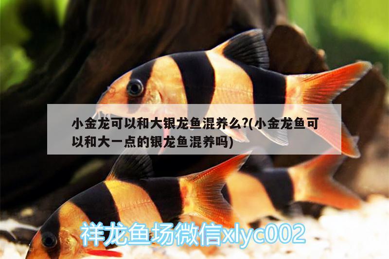 小金龍可以和大銀龍魚(yú)混養(yǎng)么?(小金龍魚(yú)可以和大一點(diǎn)的銀龍魚(yú)混養(yǎng)嗎) 銀龍魚(yú)