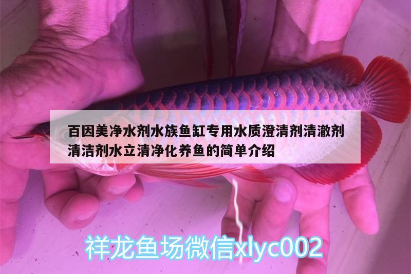 百因美凈水劑水族魚(yú)缸專用水質(zhì)澄清劑清澈劑清潔劑水立清凈化養(yǎng)魚(yú)的簡(jiǎn)單介紹 廣州水族器材濾材批發(fā)市場(chǎng)