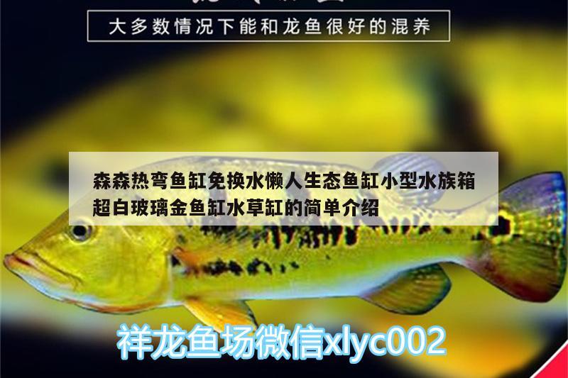 森森熱彎魚缸免換水懶人生態(tài)魚缸小型水族箱超白玻璃金魚缸水草缸的簡單介紹 魚缸/水族箱