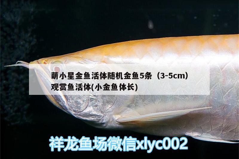 萌小星金魚活體隨機金魚5條（3-5cm）觀賞魚活體(小金魚體長)