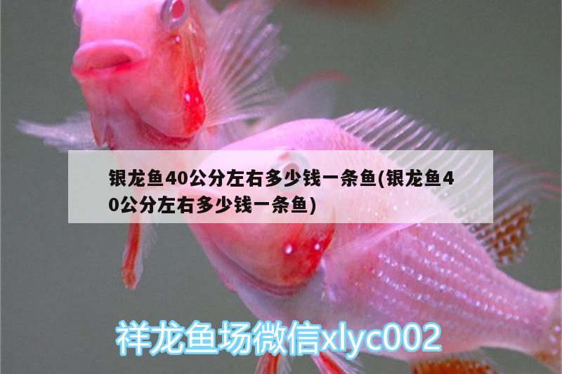 銀龍魚(yú)40公分左右多少錢(qián)一條魚(yú)(銀龍魚(yú)40公分左右多少錢(qián)一條魚(yú)) 銀龍魚(yú)百科