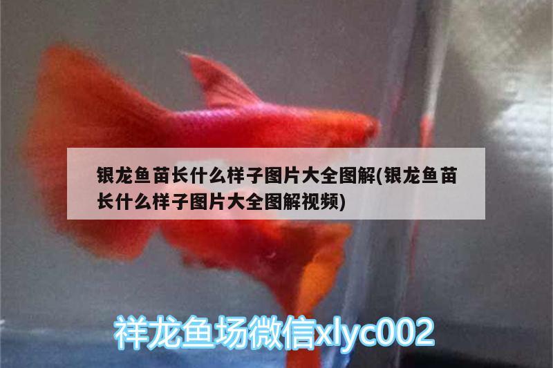 銀龍魚苗長什么樣子圖片大全圖解(銀龍魚苗長什么樣子圖片大全圖解視頻) 銀龍魚