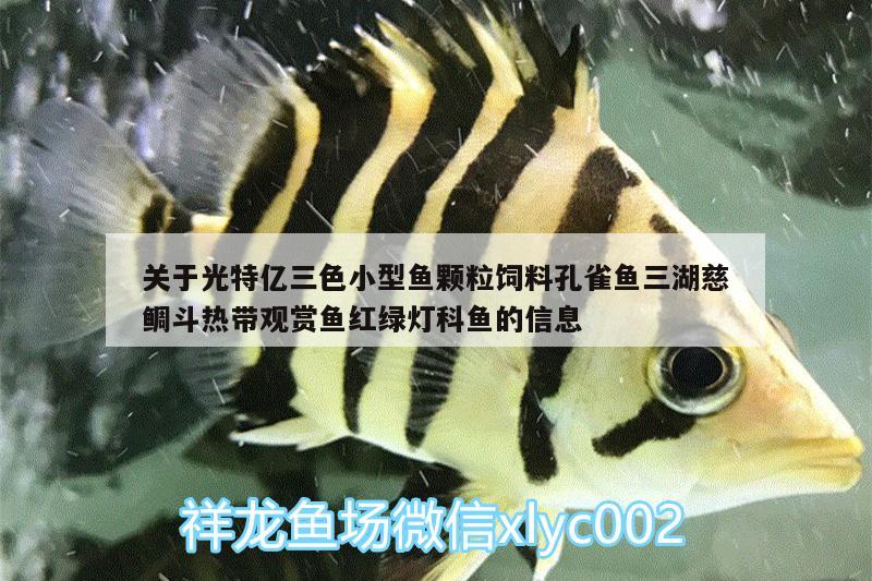 關(guān)于光特億三色小型魚顆粒飼料孔雀魚三湖慈鯛斗熱帶觀賞魚紅綠燈科魚的信息