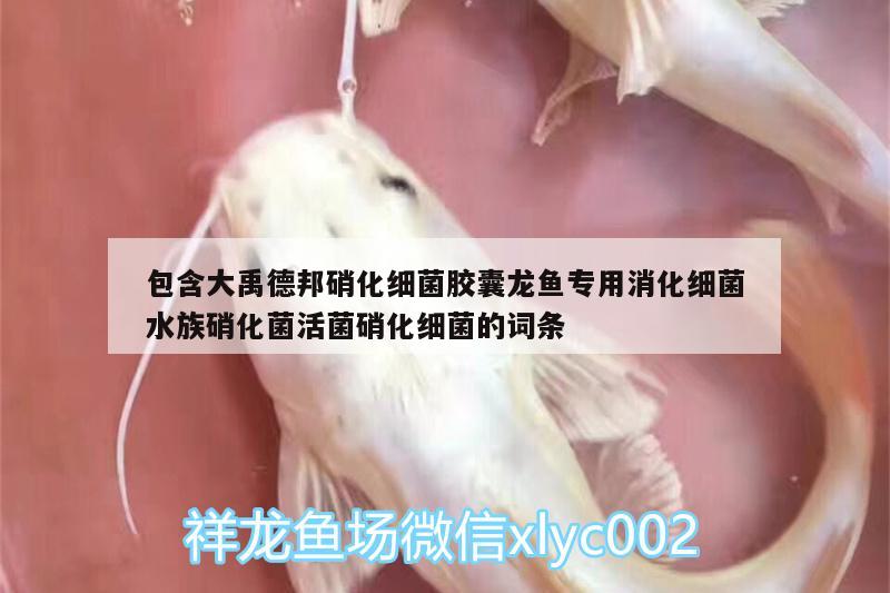 包含大禹德邦硝化細菌膠囊龍魚專用消化細菌水族硝化菌活菌硝化細菌的詞條 硝化細菌