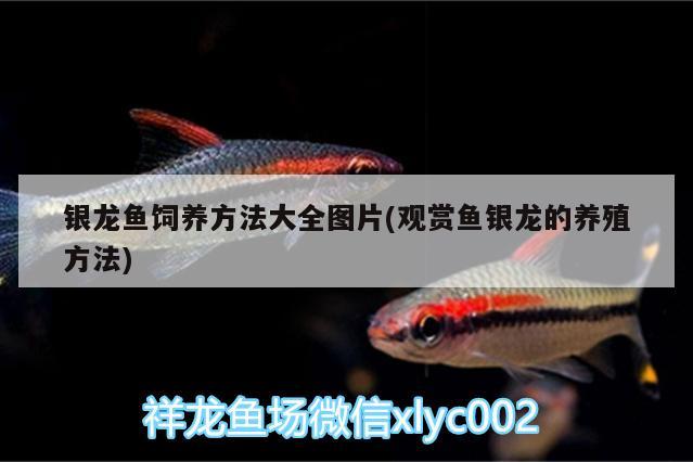 銀龍魚(yú)飼養(yǎng)方法大全圖片(觀(guān)賞魚(yú)銀龍的養(yǎng)殖方法) 銀龍魚(yú)百科