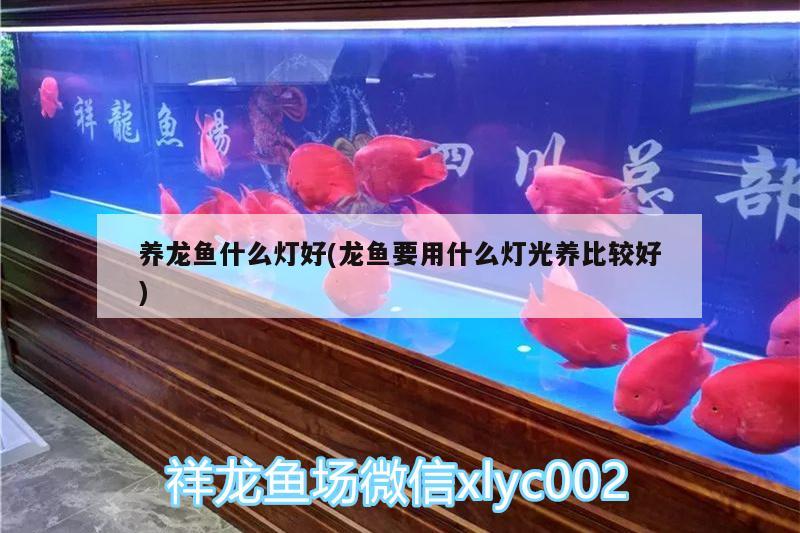 養(yǎng)龍魚什么燈好(龍魚要用什么燈光養(yǎng)比較好) 大白鯊魚