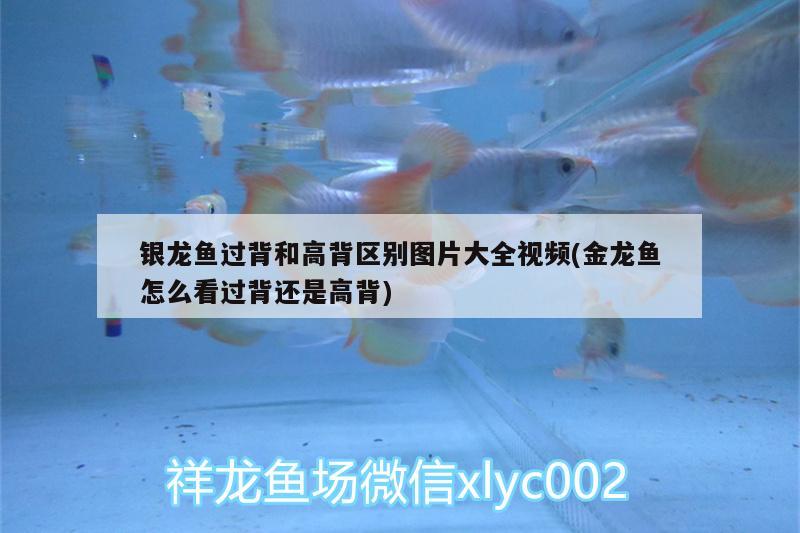 銀龍魚過背和高背區(qū)別圖片大全視頻(金龍魚怎么看過背還是高背) 銀龍魚百科