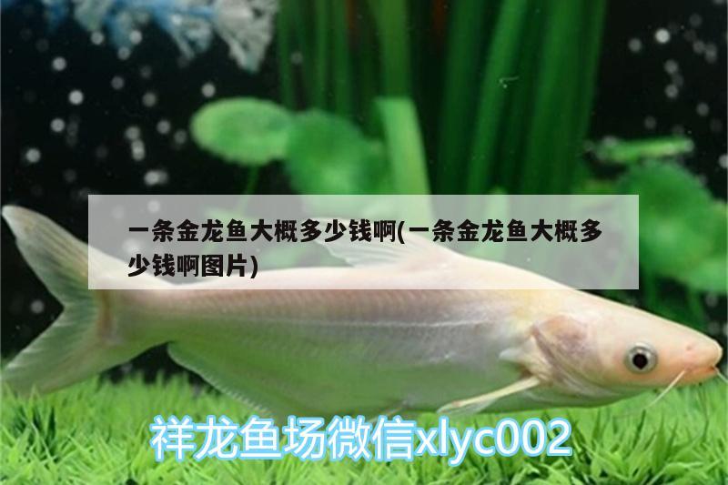 一條金龍魚大概多少錢啊(一條金龍魚大概多少錢啊圖片)