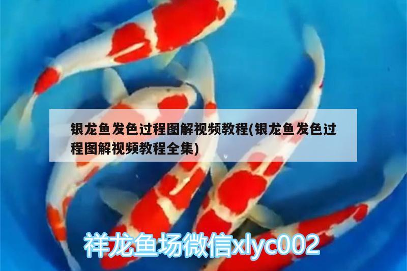 銀龍魚發(fā)色過程圖解視頻教程(銀龍魚發(fā)色過程圖解視頻教程全集) 銀龍魚百科