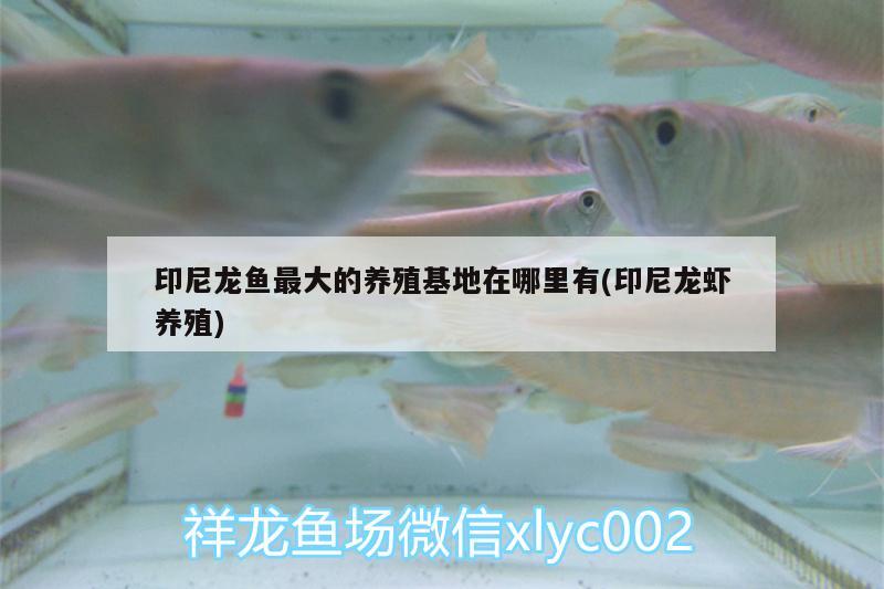 印尼龍魚(yú)最大的養(yǎng)殖基地在哪里有(印尼龍蝦養(yǎng)殖) 虎斑恐龍魚(yú)