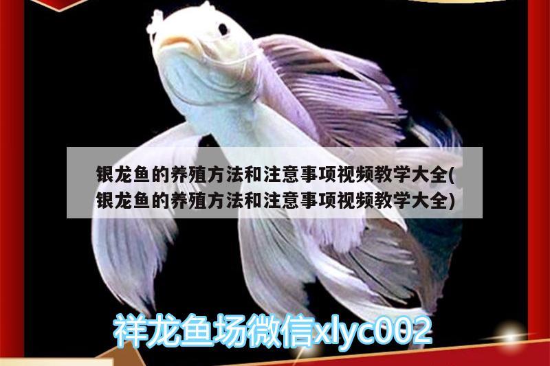 銀龍魚的養(yǎng)殖方法和注意事項視頻教學大全(銀龍魚的養(yǎng)殖方法和注意事項視頻教學大全) 銀龍魚