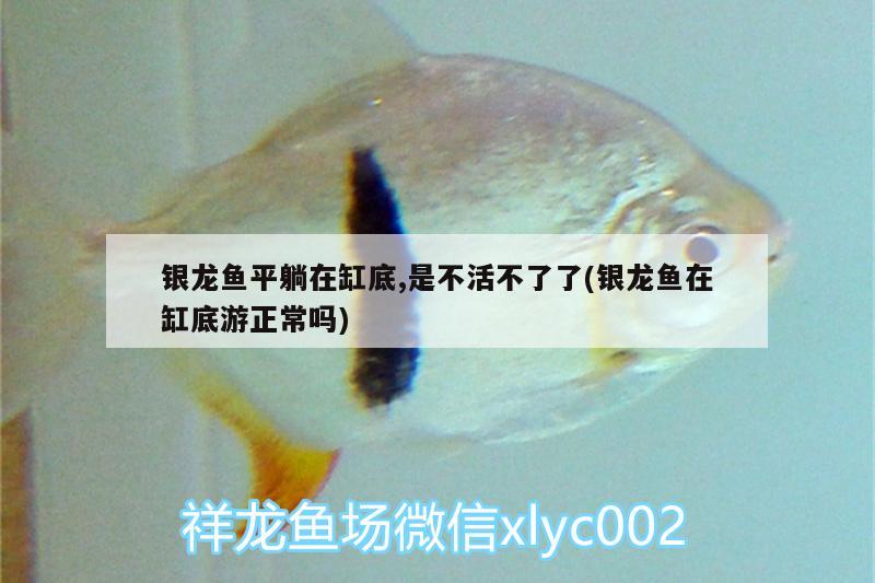 銀龍魚平躺在缸底,是不活不了了(銀龍魚在缸底游正常嗎) 銀龍魚百科