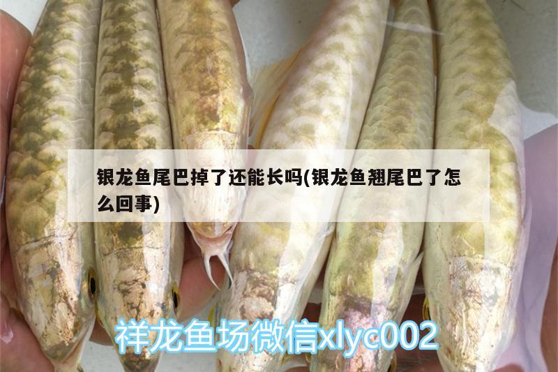 銀龍魚尾巴掉了還能長嗎(銀龍魚翹尾巴了怎么回事) 銀龍魚