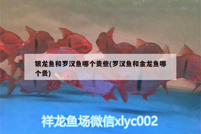 銀龍魚和羅漢魚哪個貴些(羅漢魚和金龍魚哪個貴) 羅漢魚