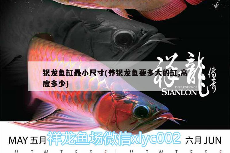 銀龍魚缸最小尺寸(養(yǎng)銀龍魚要多大的缸,高度多少)