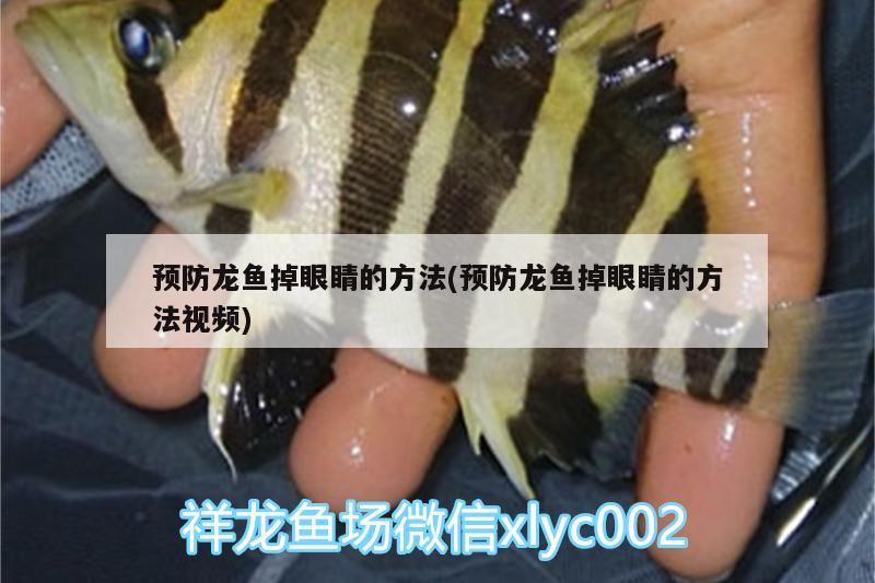 預(yù)防龍魚掉眼睛的方法(預(yù)防龍魚掉眼睛的方法視頻) 申古銀版魚