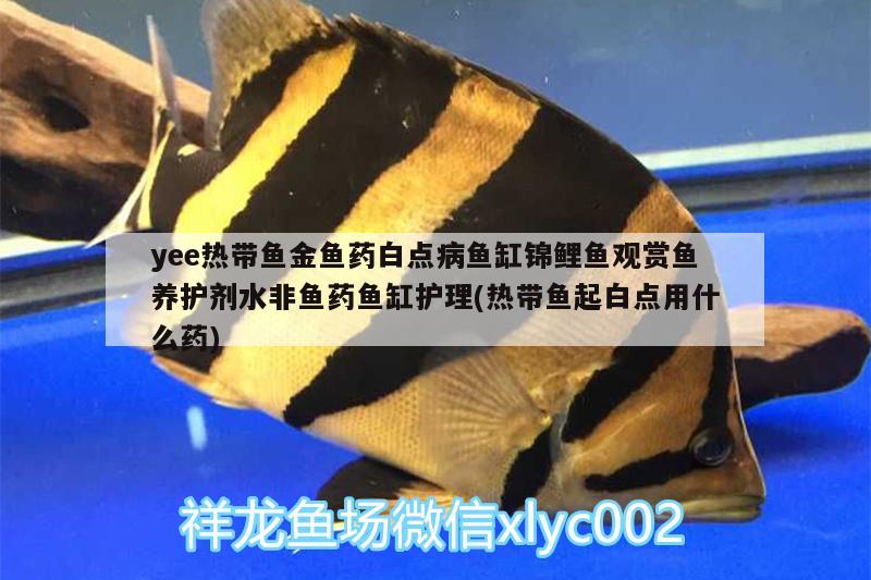 yee熱帶魚金魚藥白點(diǎn)病魚缸錦鯉魚觀賞魚養(yǎng)護(hù)劑水非魚藥魚缸護(hù)理(熱帶魚起白點(diǎn)用什么藥)